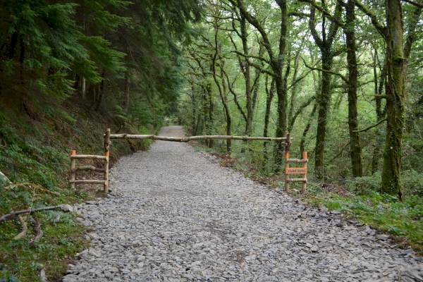 Coed Syfni - SOLD