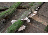 Some bracket fungi