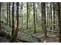 The river winding through the wood with a flat expanse next to it