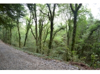 View across the woodland from the private track