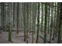 A good area of conifer providing a great shelter