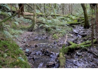 The point where the two rivers in this woodland meet