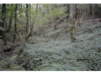 Looking from the lowest point of the woodland up towards the track