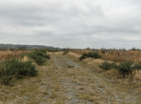 Coed Taihirion-wood of the long houses