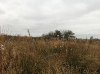 Coed Taihirion-wood of the long houses - SOLD photo 3