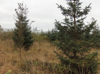 Coed Taihirion-wood of the long houses - SOLD photo 5