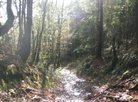 Coed Tew - SOLD