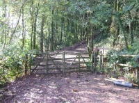 Coed Twyi - Towy Wood