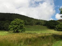 Coed Tyn-y-Corn photo 2