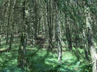 Coed Tyn-y-Corn photo 3