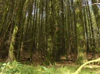 Coed Tyn-y-Corn photo 5