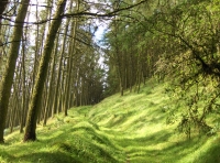 Coed Tyn-y-Corn photo 6
