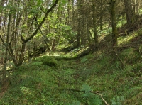 Coed Tyn-y-Corn photo 7