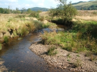 Coed-y-Afon - Wood of the river