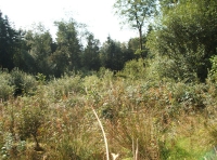 Coed-y-Afon - Wood of the river