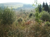Coed-y-Afon - Wood of the river