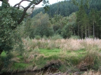 Coed-y-Afon - Wood of the river