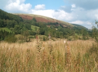 Coed-y-Afon - Wood of the river