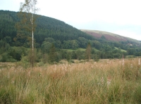 Coed-y-Afon - Wood of the river
