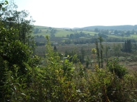 Coed-y-Afon - Wood of the river
