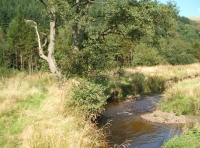 Coed-y-Afon - Wood of the river