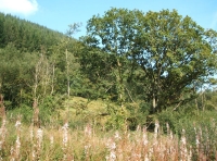 Coed-y-Afon - Wood of the river