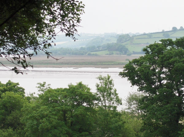 Coed Y Morydau - Wood Of The Estuary