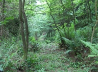 Coed y Morydau - Wood of the estuary photo 2