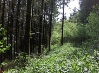 Coed y Morydau - Wood of the estuary photo 3