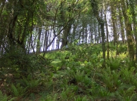 Coed y Morydau - Wood of the estuary photo 4
