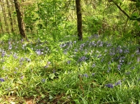 Coed y Morydau - Wood of the estuary photo 5