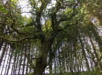 Coed y Morydau - Wood of the estuary photo 6