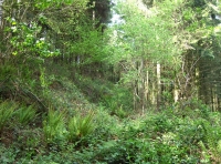 Coed y Morydau - Wood of the estuary photo 7