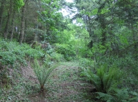 Coed y Morydau - Wood of the estuary photo 9