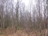 Area of Silver birch