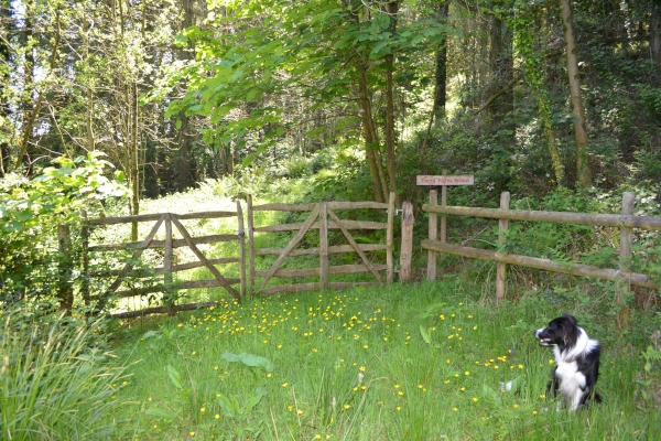 Ferry Farm Wood