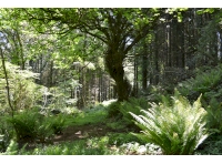 Ferry Farm Wood