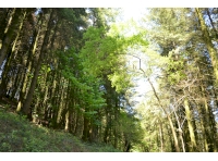 Ferry Farm Wood
