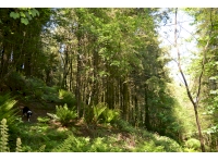 Ferry Farm Wood