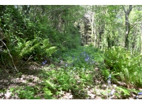Ferry Farm Wood