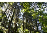 Views into the canopy in the middle of the wood