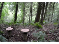 Woodland stools placed along the middle track giving a good view of the woodland and valley