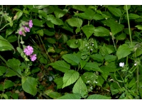 Red Campion