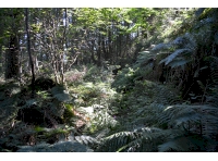 Open glade covered with ferns and mosses