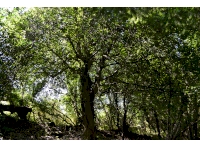 One of a few impressive old oak trees placed along the southern boundary