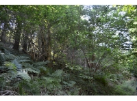 Areas of previous coppice can be found below the lower track