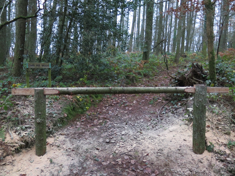 Gelli Hill Wood