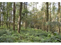 Blackberries, that can be found in their thousands in this woodland