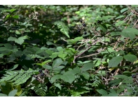 Looking into the canopy in the northern end of the woodland
