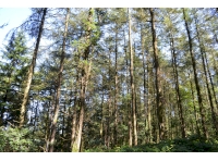 The main entrance to Drim Wood from Gelli Hill